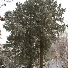 Fünf Eiben auf dem Altaistberg