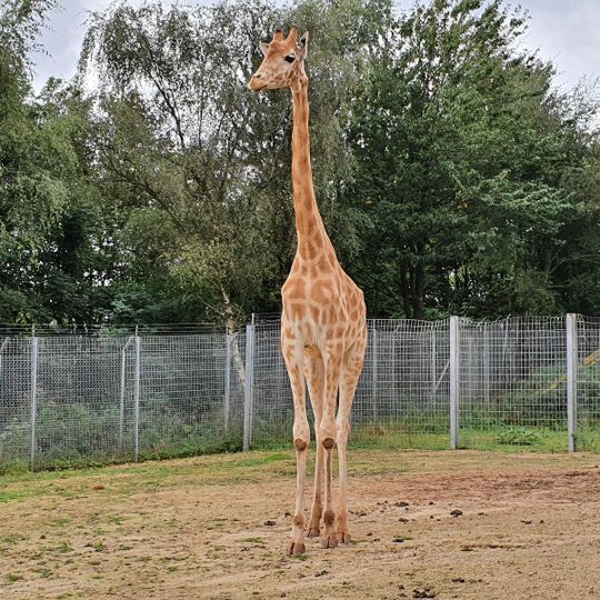 South Lakes Safari Zoo