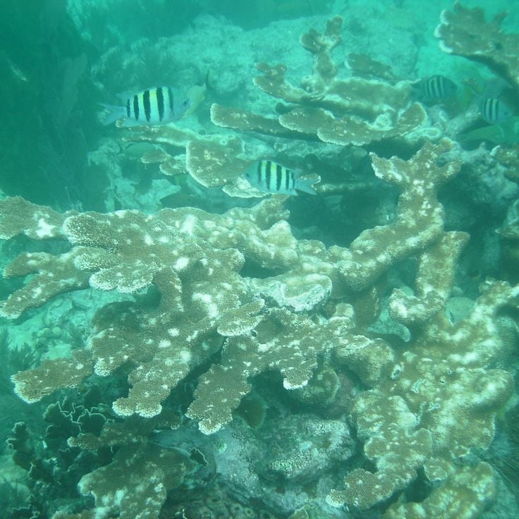 Parc d'État de récifs coralliens John Pennekamp