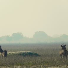 Parc national de Keoladeo