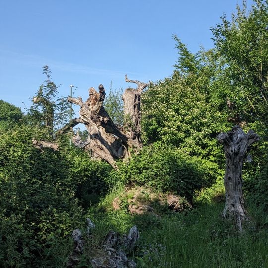 Des racines. 36 oliviers pour une oeuvre collective