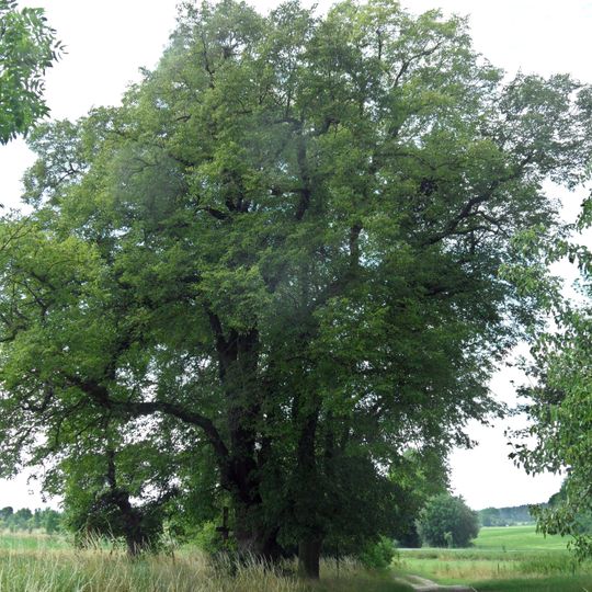 Lípy srdčité Nad křížem v Benátecké Vrutici