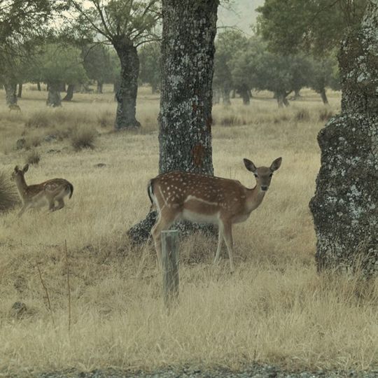Preserve or Forest of Riofrío