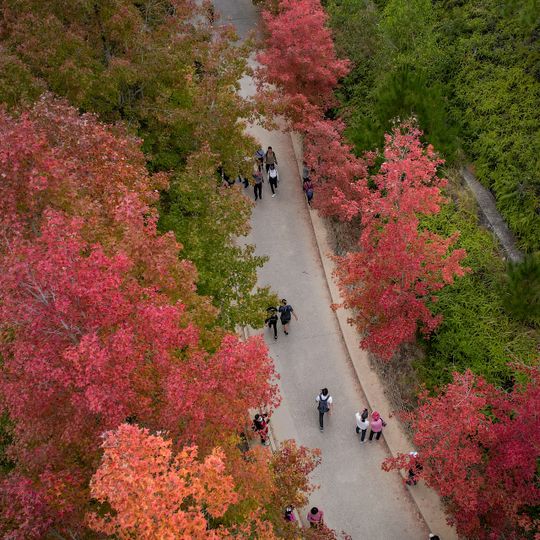 大棠楓香林 Tai Tong Sweet Gum Woods