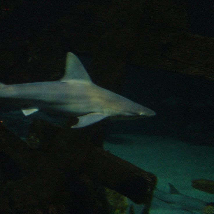 Shark Reef Aquarium