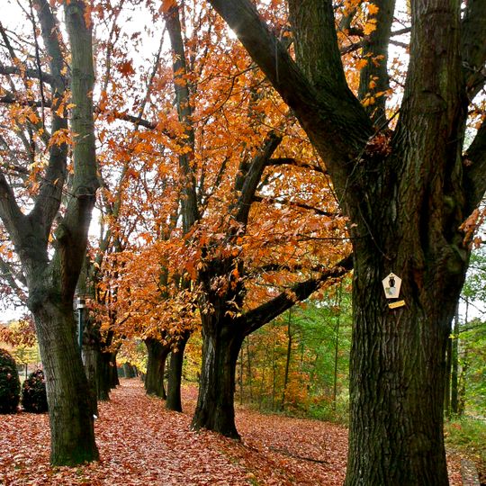 Amerikanische Roteichenallee