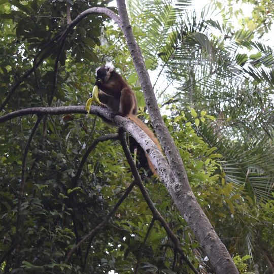 La "Réserve" de Lémuriens Nosy Komba