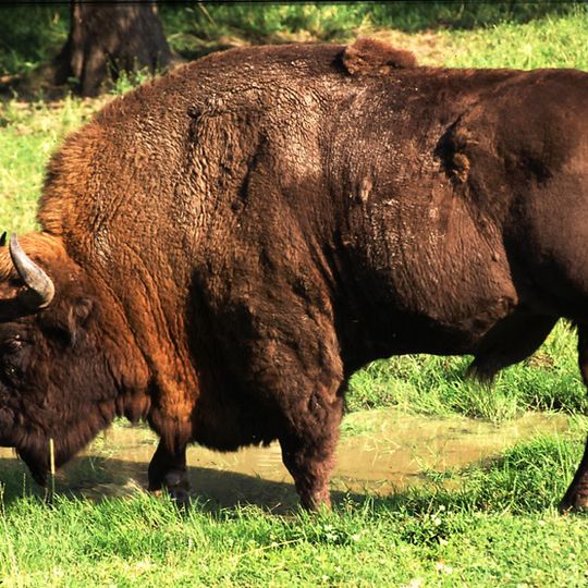 Foresta di Białowieża