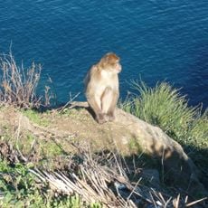 Taza National Park