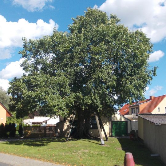 Naturdenkmal Feldulme