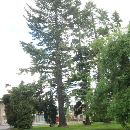 Douglaska v Rýmařově