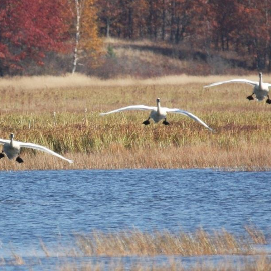 Powell Marsh Wildlife Area