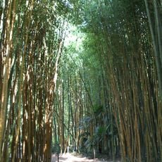 Bambuseria de Prafrance