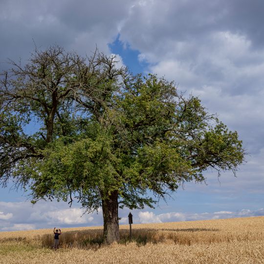 Hrušeň v poli u Rovenska pod Troskami