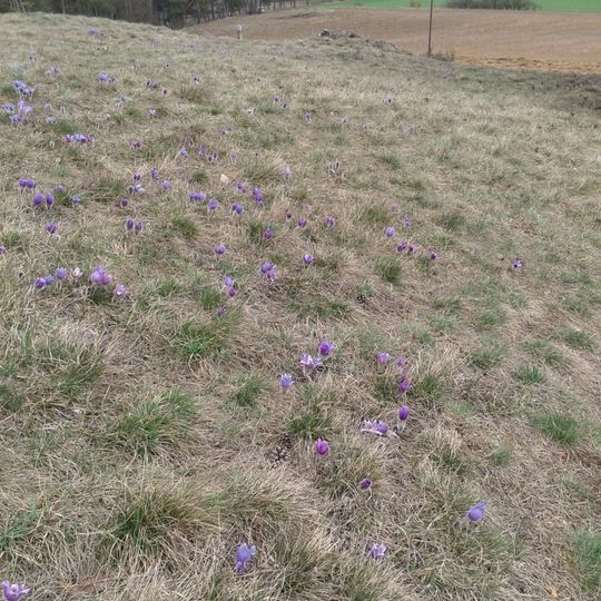 Ptáčovský kopeček