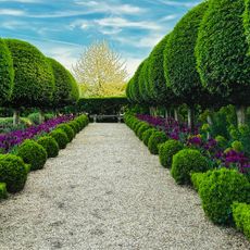 Jardin de l'Orangerie
