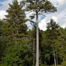 Pinassa de Sant Llogari