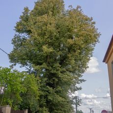 Skupina dvou lip malolistých