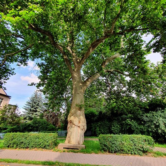 Platane in Wurzener Strasse