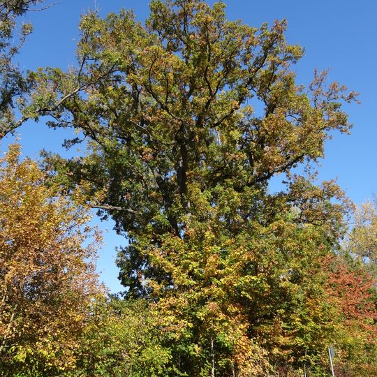 Eiche im Gewann Rechtes Donauufer