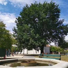 Naturdenkmal Stieleiche auf dem Topfmarkt