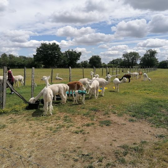 Argenton Alpacas