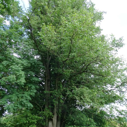 Šiliškių daugiakamienė vinkšna