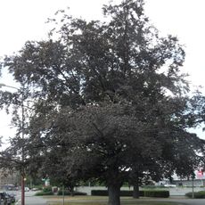 Buk v Sladkovského ulici