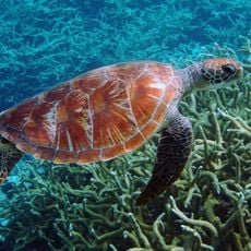 太平洋遙遠島嶼海上國家紀念碑