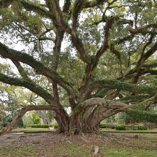 Carvalho das Sete Irmãs