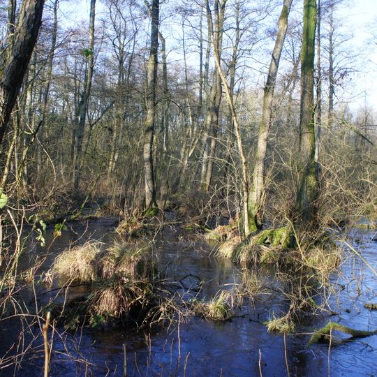 Pestruper Moor