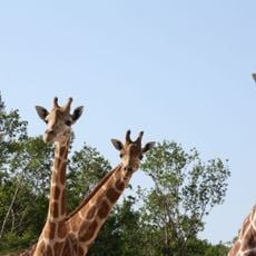 Naples Zoo