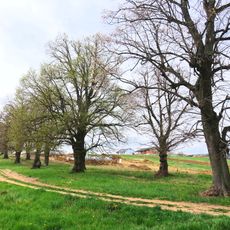 Kúria s areálom, aleja