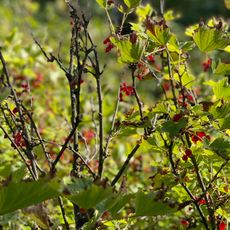 Фруктовый сад (Сортавальское г.п.)