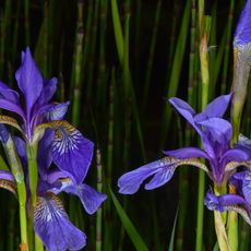 Jardin des Fontaines Pétrifiantes