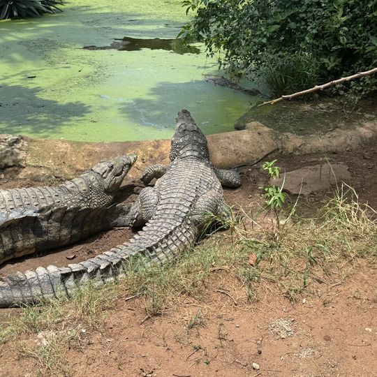 Livingstone Crocodile Park