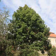 Strom republiky ve Starči