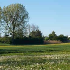 Feuchtwiese am Rotbach