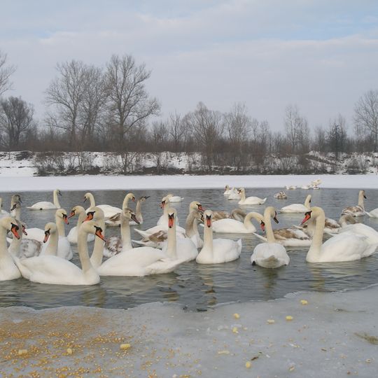 Sakasnyk Tschortoryja
