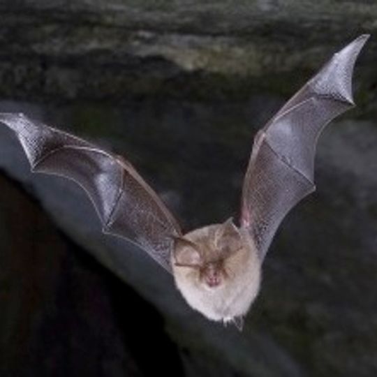 Devil's Chapel Scowles