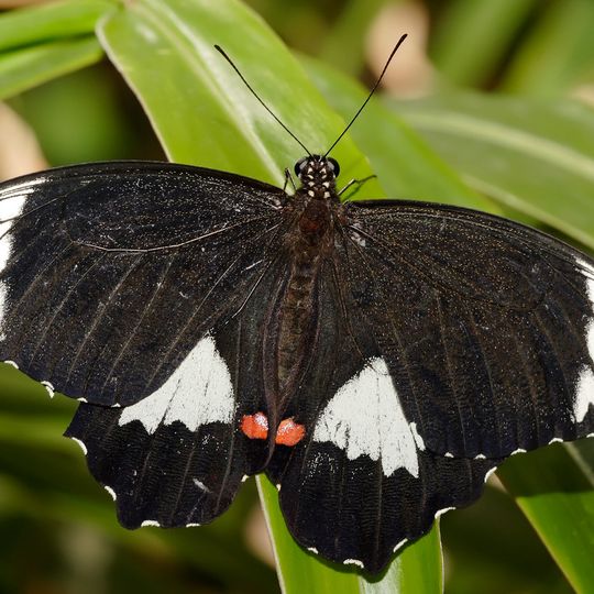 Palmerston-Rocks-Nationalpark