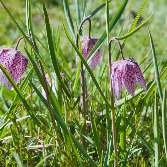 Rezerwat przyrody Szachownica kostkowata w Stubnie
