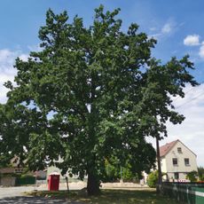 Naturdenkmal Stieleiche auf Schulplatz an der Frauendorfer Straße