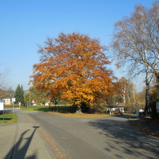 Rot-Buche an der Emil-Schiffner-Straße 6