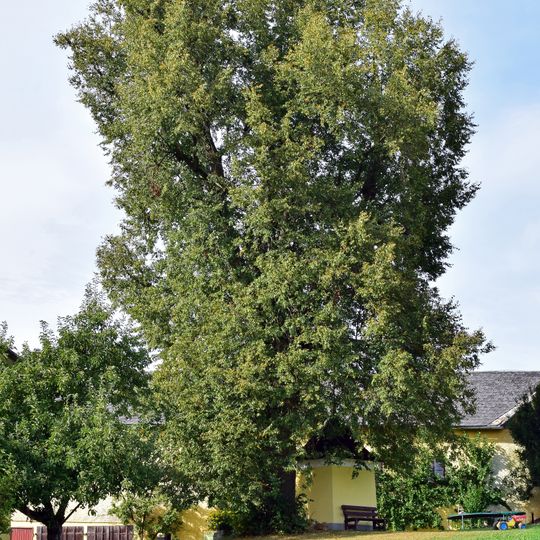 Kapellenlinde beim Ruckerhof