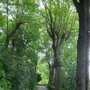 Où trouver de la fraîcheur à Lyon : guide complet des espaces verts
