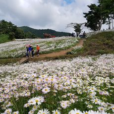 Okjeongho Chrysanthemum Garden