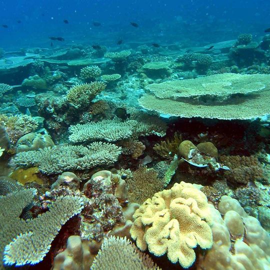 Parc marin de Mohéli