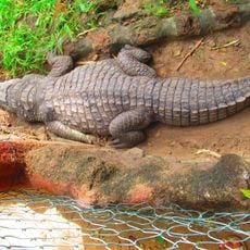 Kachikally Museum and Crocodile Pool