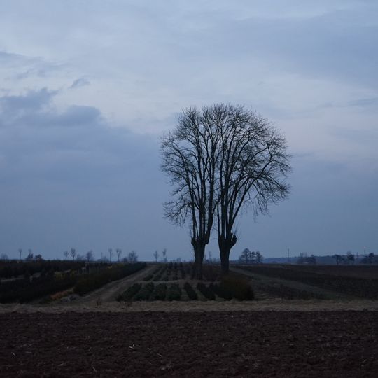 Naturdenkmal 1 Esche Otterbacher Weg